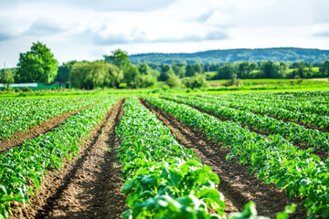 Obraz premium Lush rural landscape with vibrant green fields and rolling hills under cloudy sky