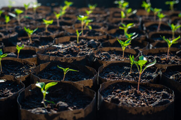 Green plant leaf grow with sun light morning