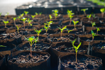 Green plant leaf grow with sun light morning