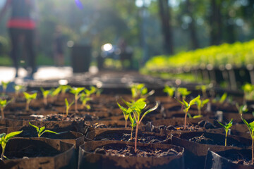 Green plant leaf grow with sun light morning