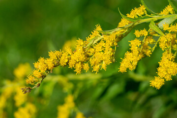 Close up of canadian goldenrod (Solidago canadensis) im autumn