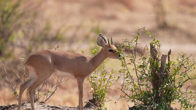 African Common duiker (Sylvicapra grimmia), also known as the gray duiker or bush duiker, is a small antelope in southern Africa. Leopard and Lion prey. Slow motion, 25 percent natural speed.