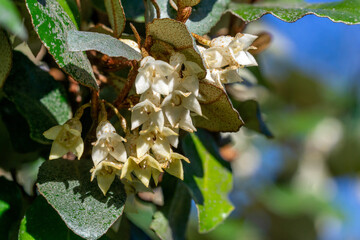 Close up of Oleaster Hedge flowers (Elaeagnus ebbingei) in autumn