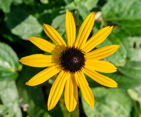 Flower of black-eyed Susan (Rudbeckia hirta) photographed from above