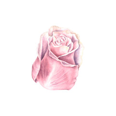 Fototapeta premium Rose flower in delicate pastel purple color. Hand drawn watercolor illustration of plant with petals on isolated background. Floral drawing for greeting cards, wedding invitations. Botanical element.