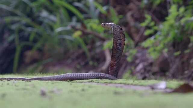 Cobra, deadly serpent living in nature