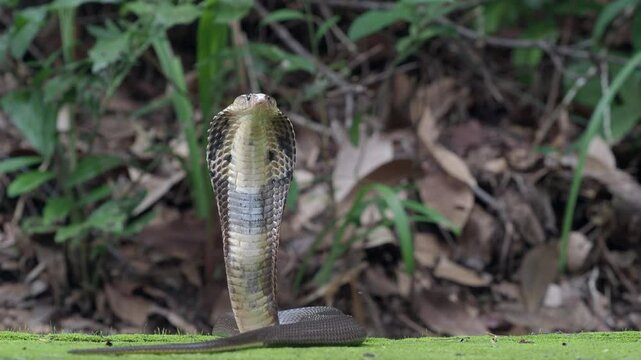 Cobra, deadly serpent living in nature