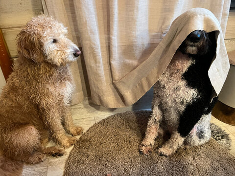 Two dogs sitting, one playing hide and seek behind a curtain