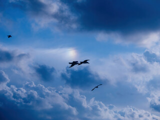 Silhouette of seagulls soaring across a cloudy sky with hints of sunlight breaking through, evoking a sense of freedom and natural beauty