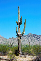 San Tan Mountains Sonora Desert Arizona On Film