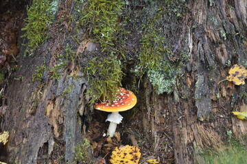 tree with red mushroom