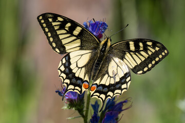 Naklejka premium Papillon Machaon