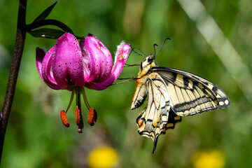 Papillon Machaon sur un lys martagon © Hubert Chiapusso