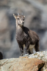 Jeune bouquetin