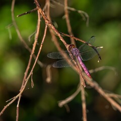 Pink Dragonfly on Twig