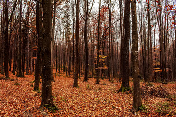Fototapeta premium Landscapes - Forest - Europe, Romania, Suceava region