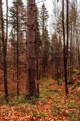 Obraz premium Landscapes - Forest - Europe, Romania, Suceava region