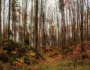 Landscapes - Forest - Europe, Romania, Suceava region