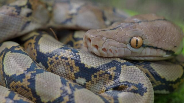 Python crawls on rocks and grass.