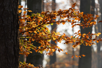 Jesienne kolorowe liście na gałązce w lesie.