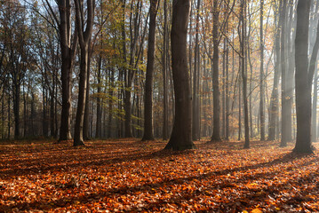 Jesienny las bukowy w Czechowicach dziedzicach, śląsk, tapeta. 