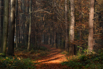 Jesienny las bukowy w Czechowicach dziedzicach, śląsk, tapeta. 