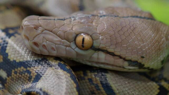 Python crawls on rocks and grass.