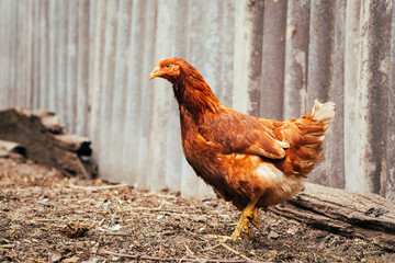 A close-up of a brown hen observing its surroundings in a garden during a sunny afternoon in the countryside