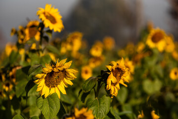 Pole słoneczników w jesienny poranek, tapeta tło.