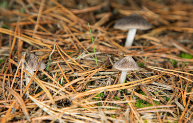The mushroom Tricholoma virgatum grows in a pine forest.