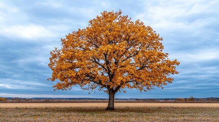 A solitary tree with vibrant yellow leaves against a cloudy sky.