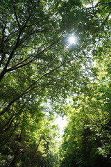木漏れ日