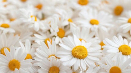Organic chamomile essential oil.A vibrant close-up of white daisies with bright yellow centers, creating a cheerful and fresh floral scene.