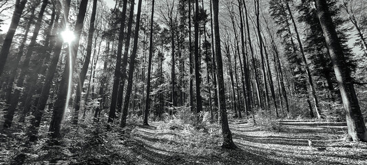 Landscapes - Forest - Europe, Romania, Suceava region