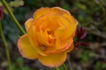 Rosa arancio e il suo ospite