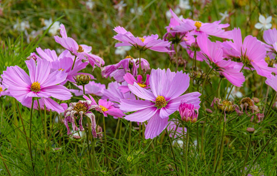 Fiori fuxia