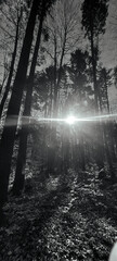 Obraz premium Landscapes - Forest - Europe, Romania, Suceava region