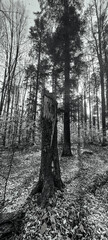 Landscapes - Forest - Europe, Romania, Suceava region