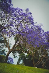 Blooming Jacaranda Trees in Park