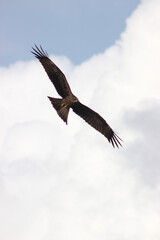 eagle in the sky
