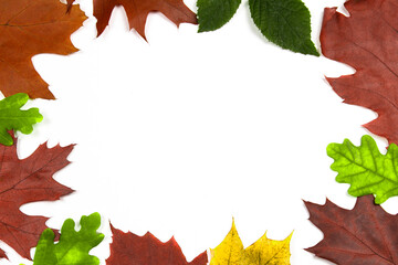 na białym tle jesienne liście na całym obwodzie