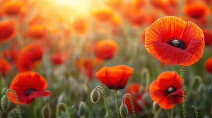 Obraz premium A field filled with bright red poppy flowers sways gently under the warm glow of the morning sun. The scene captures the freshness of a peaceful spring day in nature.