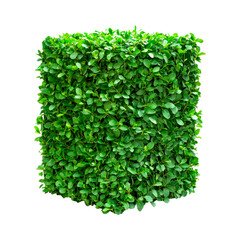 Naklejka premium Boxwood bush. Isolated on transparent background.