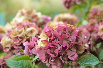 Fading pink hydrangea flowers in autumn, shallow depth of field.