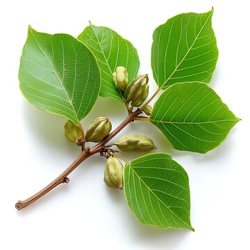 A close up image of a rich cardamom branch with vibrant green leaves and clusters of aromatic seeds, displayed elegantly on a clean white background
