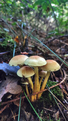 Close-up of mushrooms growing in the forest.