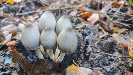 Close-up of mushrooms growing in the forest.
