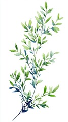 Fototapeta premium Green olive branch with leaves on a white background.