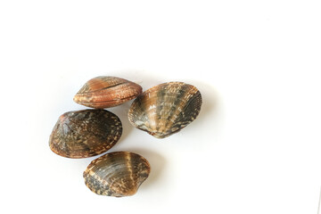 Clams on white background. Seafood.