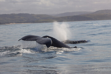 Fototapeta premium Humpback Whale Tail
